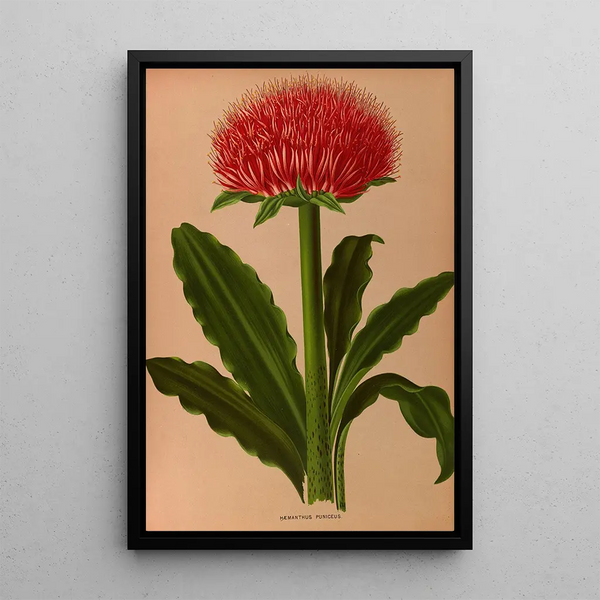Haemanthus Puniceus - Arentina Hendrica Arendsen — quadro incorniciato alla parete