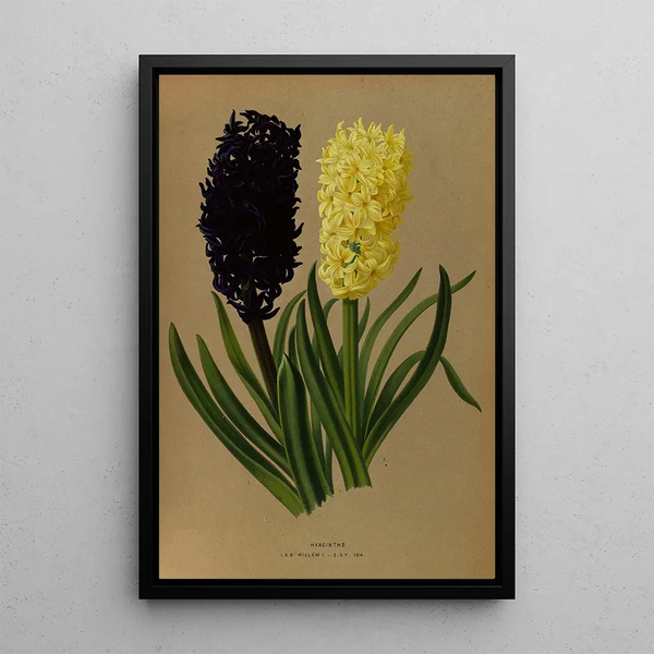 Glicinias 2 - Arentina Hendrica Arendsen — quadro incorniciato alla parete