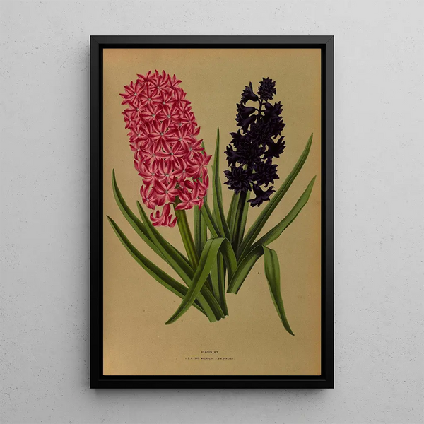 Glicinias 3 - Arentina Hendrica Arendsen — quadro incorniciato alla parete