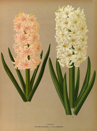 Arentina Hendrica Arendsen - Hyacinths 7.webp