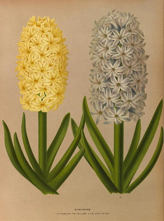 Arentina Hendrica Arendsen - Hyacinths 9.webp