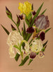Iris germanica - Arentina Hendrica Arendsen — vista dell’opera