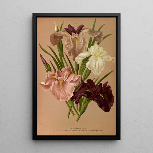 Riproduzione del dipinto Iris Kaempferi Var - Arentina Hendrica Arendsen