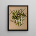Iris pesca 2 Iris tuberose - Arentina Hendrica Arendsen — quadro incorniciato alla parete