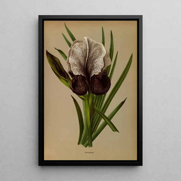Riproduzione del dipinto Iris Susiana - Arentina Hendrica Arendsen