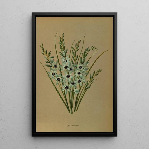 Riproduzione del dipinto Ixia Viridiflora - Arentina Hendrica Arendsen