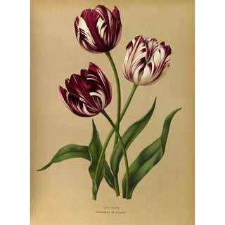 Arentina Hendrica Arendsen - Late Tulips.webp