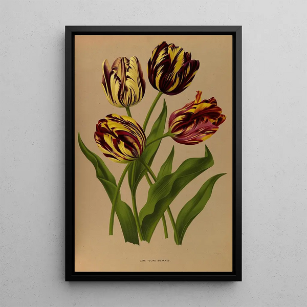 Riproduzione del dipinto Tulipes tardives bizarres - Arentina Hendrica Arendsen