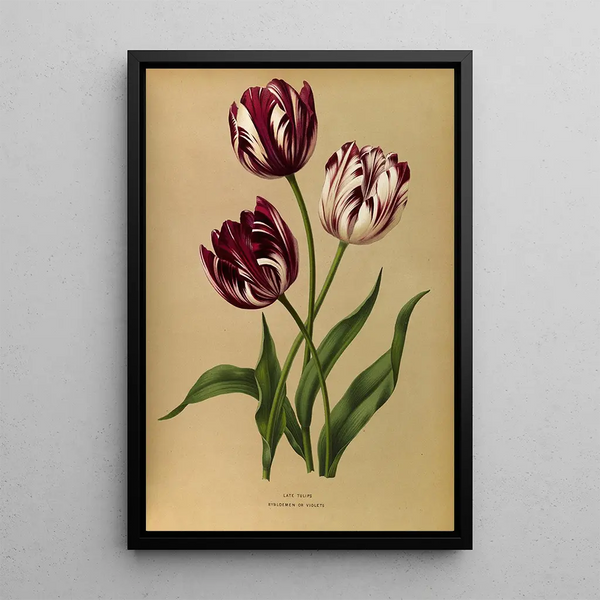 Tulipes tardives - Arentina Hendrica Arendsen — quadro incorniciato alla parete
