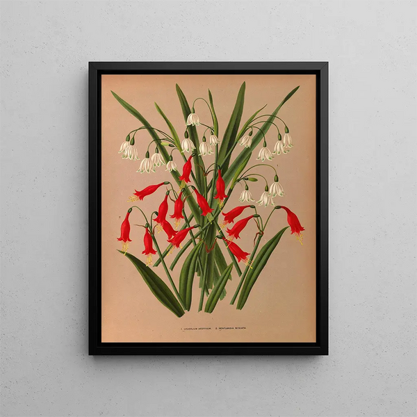 Leucojum aestivum, Pentlandia miniata - Arentina Hendrica Arendsen — quadro incorniciato alla parete
