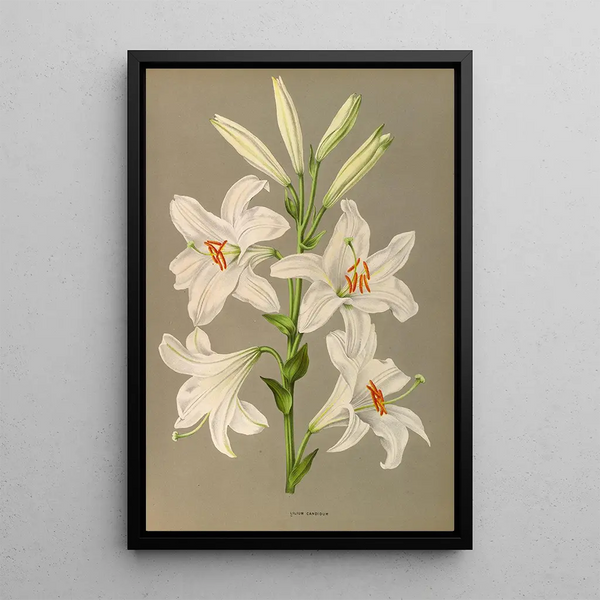 Lys candidum - Arentina Hendrica Arendsen — quadro incorniciato alla parete