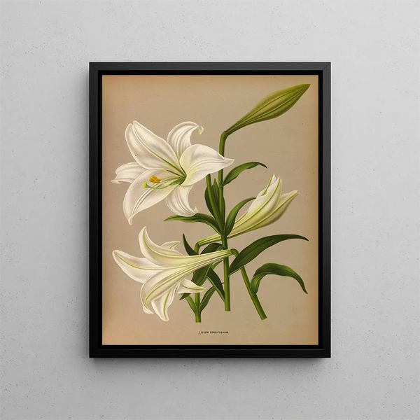 Lys de Longiflorum - Arentina Hendrica Arendsen — quadro incorniciato alla parete