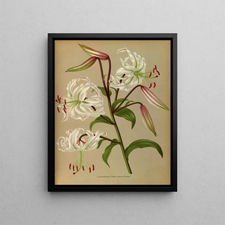 Arentina Hendrica Arendsen - Lilium Speciosum Album Lancifolium Album.webp
