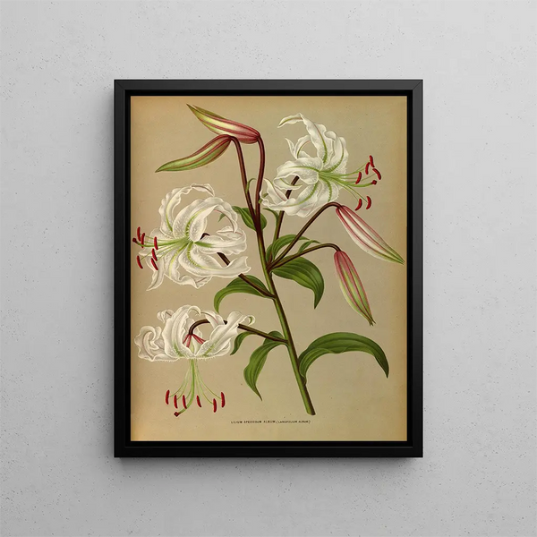 Lilium speciosum album, lancifolium album - Arentina Hendrica Arendsen — quadro incorniciato alla parete