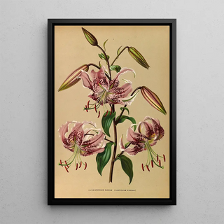 Arentina Hendrica Arendsen - Lilium Speciosum Rubrum.webp