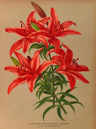 Arentina Hendrica Arendsen - Lilium Thunbergianum Venustum L Venustum.webp