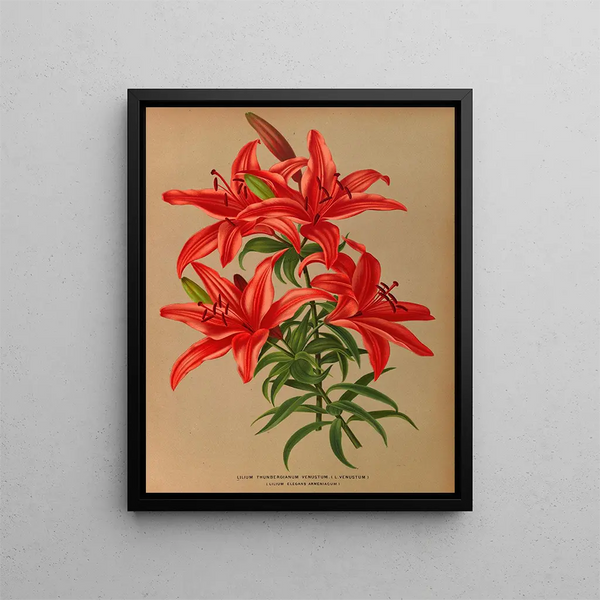 Lilium thunbergianum venustum - Arentina Hendrica Arendsen — quadro incorniciato alla parete