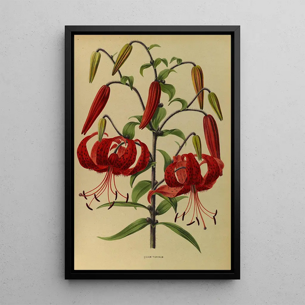 Lys tigrinum - Arentina Hendrica Arendsen — quadro incorniciato alla parete