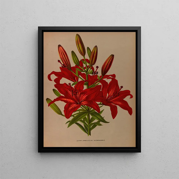 L'incomparable lys parapluie - Arentina Hendrica Arendsen — quadro incorniciato alla parete