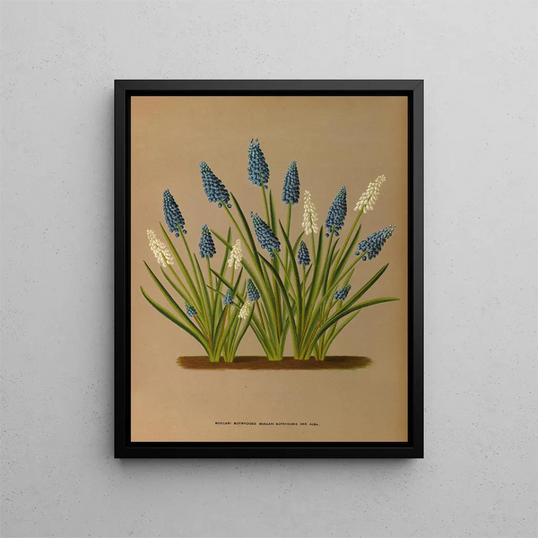 Muscari botryoides Muscari botryoides Var Alba - Arentina Hendrica Arendsen — quadro incorniciato alla parete