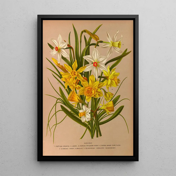 Narciso 1 - Arentina Hendrica Arendsen — quadro incorniciato alla parete