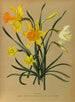 Narciso 3 - Arentina Hendrica Arendsen — vista dell’opera