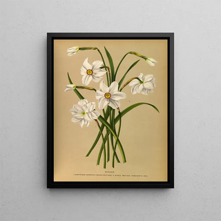 Arentina Hendrica Arendsen - Narcissus 4.webp