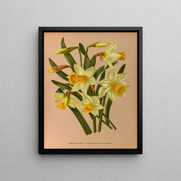 Narciso bicolore 2 Narciso bicolore Var Horsfieldi - Arentina Hendrica Arendsen — quadro incorniciato alla parete
