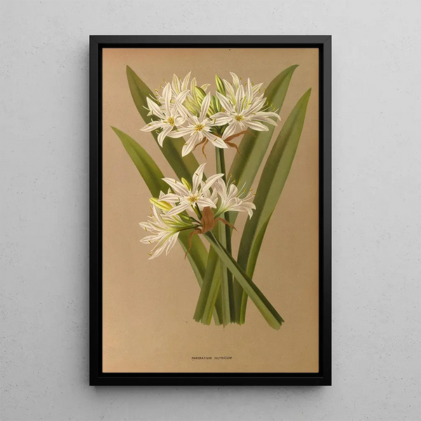 Riproduzione del dipinto Pancratium illyricum - Arentina Hendrica Arendsen