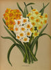 Narcisse Polyanthus - Arentina Hendrica Arendsen — vista dell’opera
