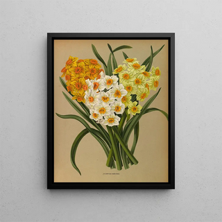Arentina Hendrica Arendsen - Polyanthus Narcissus.webp
