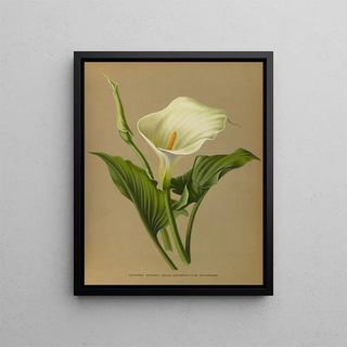Arentina Hendrica Arendsen - Richardia Africana.webp