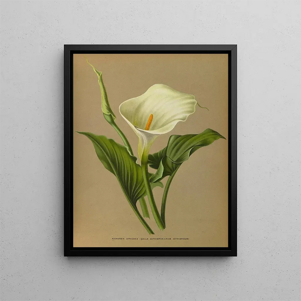 Richardia africana - Arentina Hendrica Arendsen — quadro incorniciato alla parete