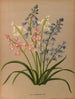 Scilla campanulata varr - Arentina Hendrica Arendsen — vista dell’opera