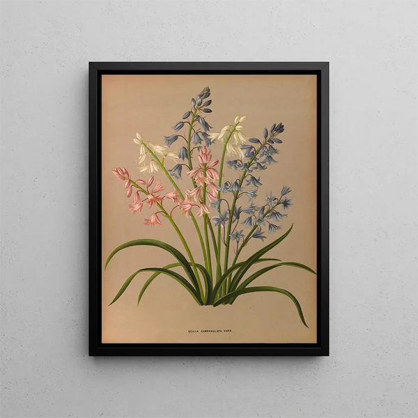 Scilla campanulata varr - Arentina Hendrica Arendsen — quadro incorniciato alla parete
