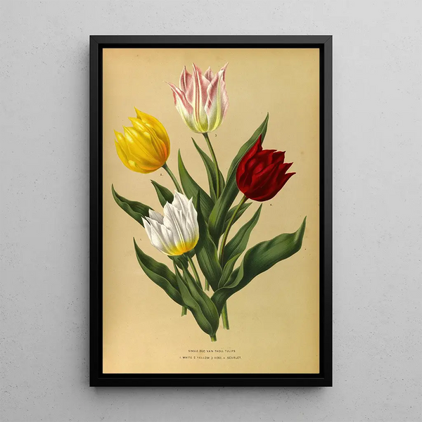 Riproduzione del dipinto Tulipes semplici Duc Van Tholl - Arentina Hendrica Arendsen