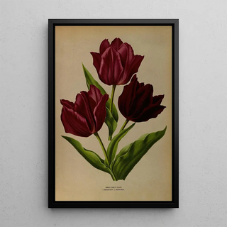 Arentina Hendrica Arendsen - Single Early Tulips 1Van Der Neer 2Wouwerman.webp