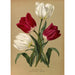 Riproduzione del dipinto Tulipes semplici precoci White Pottebakker Proserpine - Arentina Hendrica Arendsen