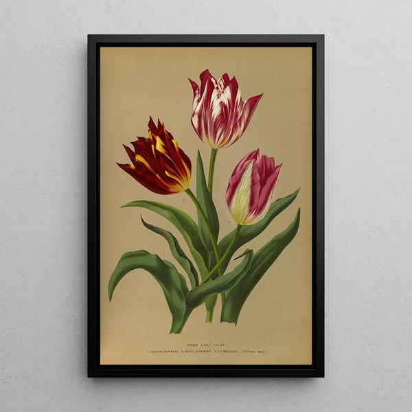 Riproduzione del dipinto Tulipes semplici precoci 3 - Arentina Hendrica Arendsen