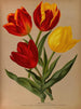 Tulipes precoci semplici 4 - Arentina Hendrica Arendsen — vista dell’opera