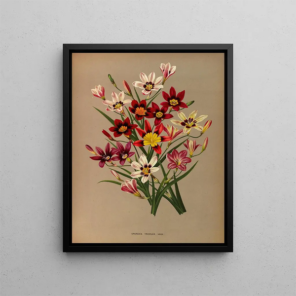 Sparaxis tricolore varr - Arentina Hendrica Arendsen — quadro incorniciato alla parete