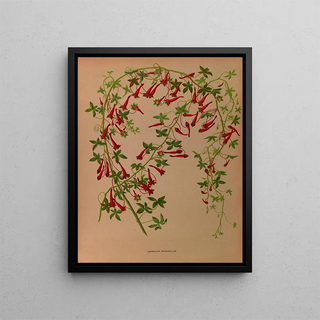 Arentina Hendrica Arendsen - Tropaeolum Pentaphyllum.webp