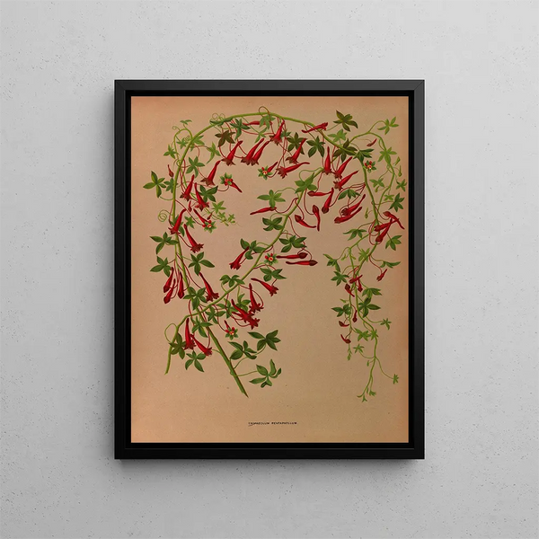 Tropaeolum pentaphyllum - Arentina Hendrica Arendsen — quadro incorniciato alla parete