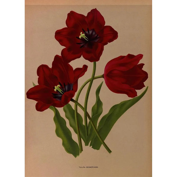 Tulipa gesneriana - Arentina Hendrica Arendsen — quadro incorniciato alla parete