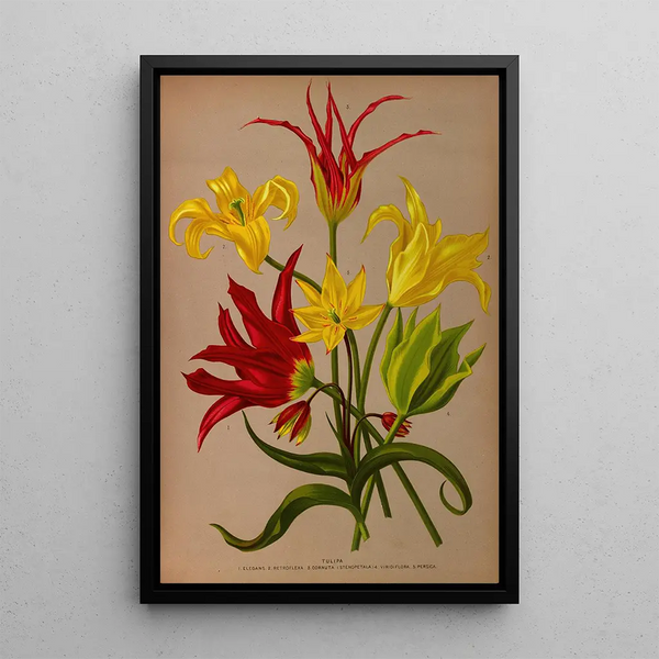 Tulipa - Arentina Hendrica Arendsen — quadro incorniciato alla parete