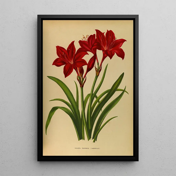 Riproduzione del dipinto Vallota porpora amaryllis - Arentina Hendrica Arendsen