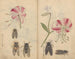Carnet de croquis Pl044 - Ariyoshi Kondo — vista dell’opera