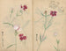 Carnet de croquis Pl059 - Ariyoshi Kondo — vista dell’opera