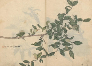 Ariyoshi Kondo - Sketchbook Pl109.webp