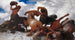Bataille du Centaure - Arnold Böcklin — vista dell’opera